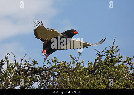 Bateleur Adler, Terathopius Ecaudatus, Erwachsenen während des Fluges, ausziehen, Masai Mara-Park in Kenia Stockfoto