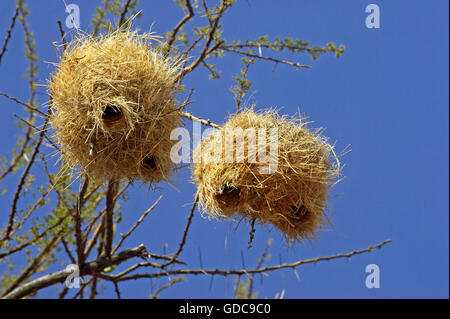 Gesellig Weaver, Philetairus Socius, Nester in Acacia Tree, Kenia Stockfoto