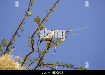 Gesellig Weaver, Philetairus Socius, Erwachsene mit Grass im Schnabel, Gebäude Nest, Kenia Stockfoto