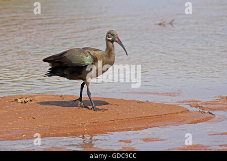 Hadada Ibis Bostrychia Hagedash, Erwachsenen in der Nähe von Wasser, Samburu Park in Kenia Stockfoto