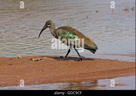 Hadada Ibis Bostrychia Hagedash, Erwachsenen in der Nähe von Wasser, Samburu Park in Kenia Stockfoto