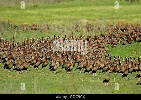 White-faced Pfeifen-Ente Dendrocygna Viduata und Red-Billed Pfeifen-Ente Dendrocygna Automnalis, Fraktion im Sumpf, Los Lianos in Venezuela Stockfoto