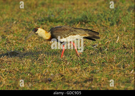 Buff-Necked Ibis, Theristicus Caudatus, Erwachsene auf der Suche nach Nahrung, Los Lianos in Venezuela Stockfoto