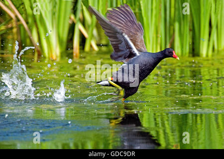 Gemeinsamen Teichhuhn oder europäischen Teichhuhn, Gallinula Chloropus, Erwachsenen ausziehen aus Teich, Normandie Stockfoto