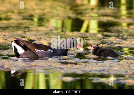 Gemeinsamen Teichhuhn oder europäischen Teichhuhn, Gallinula Chloropus, Erwachsener und Küken auf Teich, Normandie Stockfoto