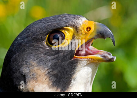 WANDERFALKEN Falco peregrinus Stockfoto