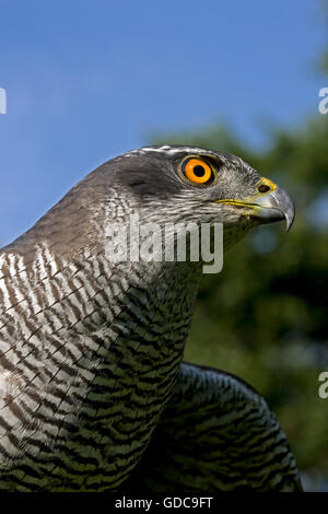 Habicht, Accipiter Gentilis, Porträt von Erwachsenen Stockfoto