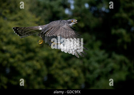 Habicht Accipiter Gentilis, Erwachsene IN FLIGHT, Normandie IN Frankreich Stockfoto