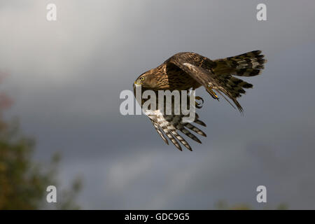 Habicht, Accipiter Gentilis, Erwachsenen im Flug Stockfoto