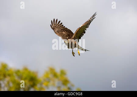 Habicht Accipiter Gentilis, JUVENILE IN FLIGHT, Normandie IN Frankreich Stockfoto