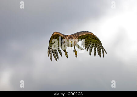 Habicht Accipiter Gentilis, JUVENILE IN FLIGHT, Normandie Stockfoto