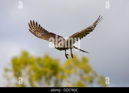 Habicht Accipiter Gentilis, JUVENILE IN FLIGHT, Normandie Stockfoto