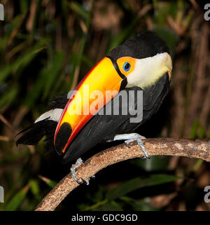 Riesentukan, Ramphastos Toco, Erwachsene auf Ast Stockfoto