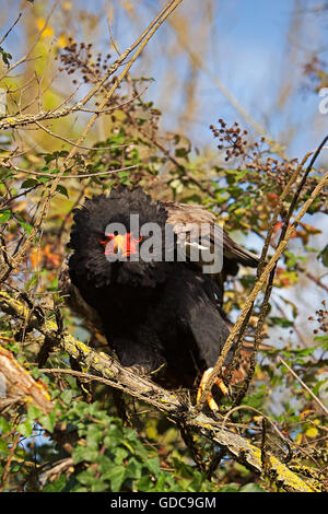 BATELEUR Adler Terathopius Ecaudatus, Erwachsene ON BRANCH Stockfoto