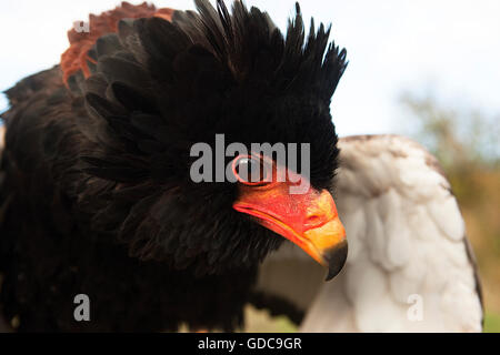 Bateleur Adler, Terathopius Ecaudatus, Porträt von Erwachsenen Stockfoto