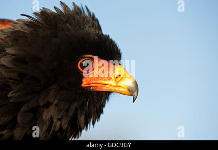 Bateleur Adler, Terathopius Ecaudatus, Porträt von Erwachsenen Stockfoto