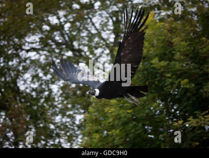 Anden-Kondor Vultur Kondor, weibliche fliegen Stockfoto