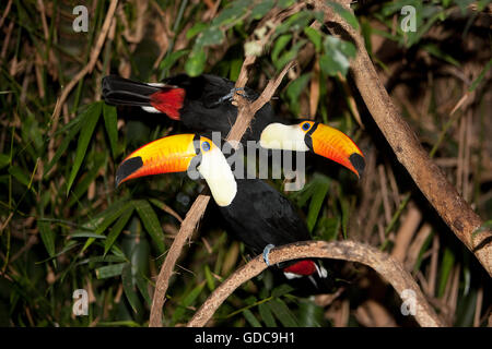 RIESENTUKAN Ramphastos Toco, paar ON BRANCH Stockfoto