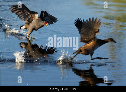 Teichhühner oder europäischen Teichhuhn, Gallinula Chloropus, Erwachsener und unreif im Flug, von Teich, Normandie Stockfoto