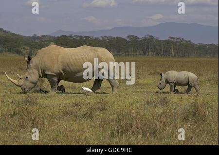 Breitmaulnashorn, Ceratotherium Simum, weiblich mit Kalb, Nakuru Park in Kenia Stockfoto