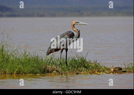 Goliath Reiher, Ardea Goliath, Erwachsenen in der Nähe von Wasser, Baringo-See in Kenia Stockfoto