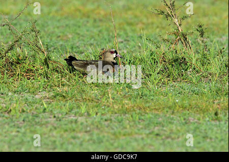 Südlichen Kiebitz, Vanellus Chilensis, Erwachsene auf Nest, Los Lianos in Venezuela Stockfoto