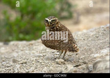 Kanincheneule, Athene Cunicularia, Adulton Boden, Los Lianos in Venezuela Stockfoto