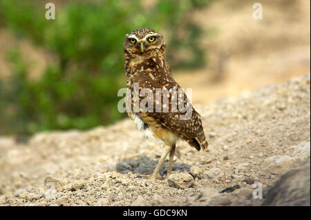 Kreditaufnahme Eule, Athene Cunicularia, Erwachsener, Los Lianos in Venezuela Stockfoto