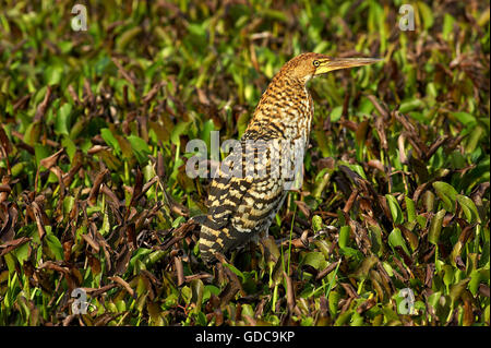 Fasciated Tiger Heron, Tigrisoma Fasciatum, Erwachsene getarnt im Sumpf, Los Lianos in Venezuela Stockfoto