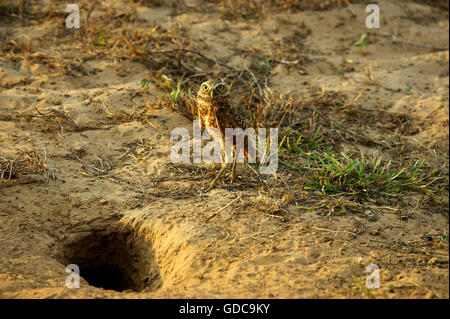 Kanincheneule, Athene Cunicularia, Erwachsene am Graben Eingang, Los Lianos in Venezuela Stockfoto