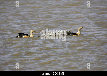 Orinoco Gans, Neochen Jubata, paar mit Küken im Wasser, Los Lianos in Venezuela Stockfoto