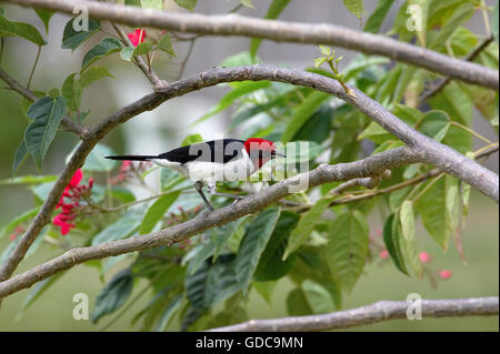 Rot-Capped Kardinal, Paroaria Gularis, Erwachsene auf Ast, Los Lianos in Venezuela Stockfoto