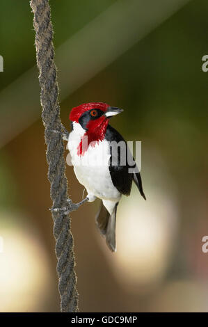 Rot-Capped Kardinal, Paroaria Gularis, Erwachsenen hängen an Seil, Los Lianos in Venezuela Stockfoto