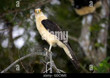 Gelb-Headed Caracara, Milvago Chimachima, Erwachsenen auf Ast, Los Lianos in Venezuela Stockfoto