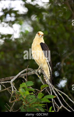 Gelb-Headed Caracara, Milvago Chimachima, Erwachsenen auf Ast, Los Lianos in Venezuela Stockfoto