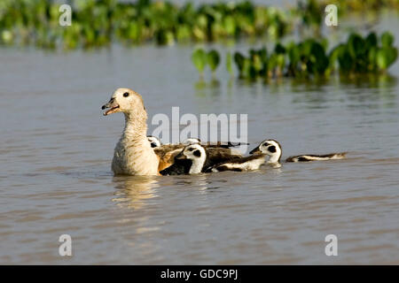 Orinoco Gans, Neochen Jubata, Erwachsene mit Küken im Wasser, Los Lianos in Venezuela Stockfoto