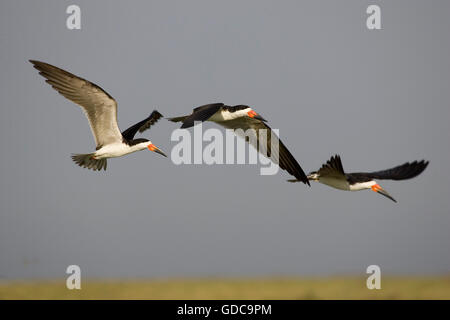 Schwarz-Skimmer, Rynchops Niger Gruppe im Flug, Los Lianos in Venezuela Stockfoto