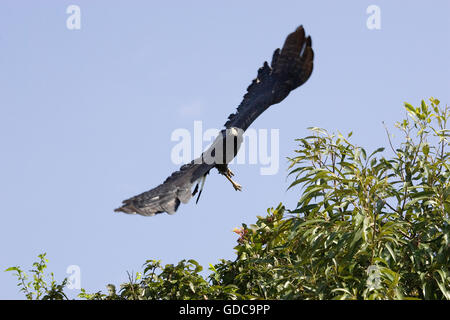 Große Black Hawk, Buteogallus Urubitinga, Erwachsenen während des Fluges, Los Lianos in Venezuela Stockfoto