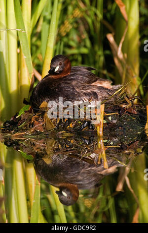 Zwergtaucher, Tachybaptus Ruficollis, Erwachsene auf Nest, Teich in der Normandie Stockfoto