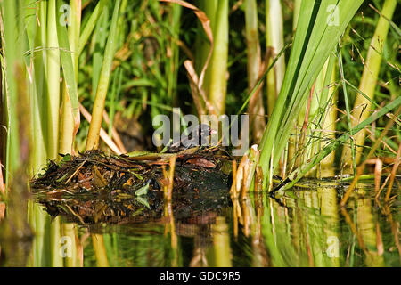 Zwergtaucher, Tachybaptus Ruficollis, Küken im Nest, Teich in der Normandie Stockfoto