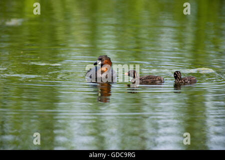 Wenig Grebe, Tachybaptus Ruficollis, Erwachsenen- und Küken am Teich, Normandie Stockfoto