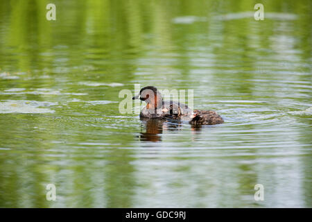 Wenig Grebe, Tachybaptus Ruficollis, Erwachsener und Küken, Teich in der Normandie Stockfoto