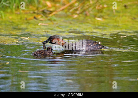 Wenig Grebe, Tachybaptus Ruficollis, Erwachsener und Küken, Teich in der Normandie Stockfoto