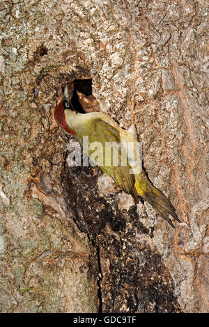 GRÜNSPECHT Picus Viridis, Erwachsene am NESTEINGANG, Normandie Stockfoto