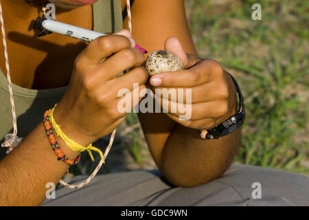 Biologe studiert schwarz Skimmer, Rhynchops Niger, Los Lianos in Venezuela Stockfoto