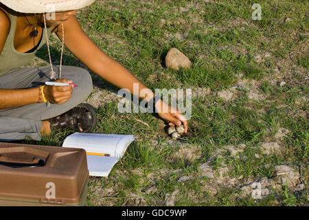 Biologe studiert schwarz Skimmer, Rhynchops Niger, arbeiten auf den Eiern, Los Lianos in Venezuela Stockfoto