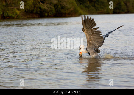 WEIß-NECKED HERON Ardea Cocoi, Erwachsenen Angeln im Fluss, LOS LIANOS IN VENEZUELA Stockfoto