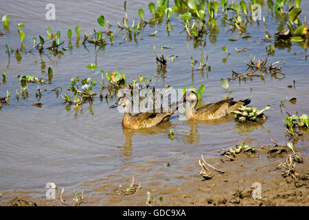 Blaue Winged Teal, Anas Discors, paar auf dem Wasser, Los Lianos in Venezuela Stockfoto