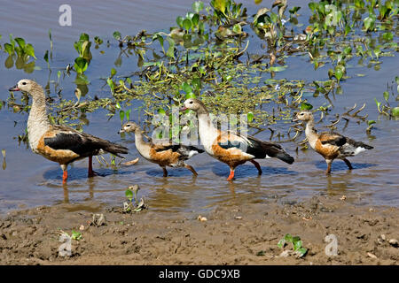 Orinoco Gans, Neochen Jubata, paar mit Küken im Wasser, Los Lianos in Venezuela Stockfoto