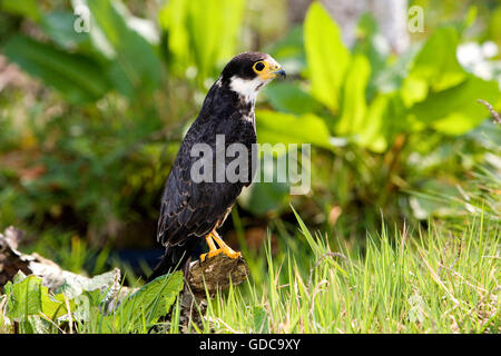 Eurasian Hobby, Falco Subbuteo, Erwachsene auf Zweig, Normandie Stockfoto